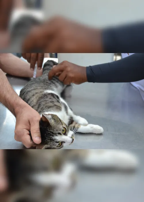 
                                        
                                            Campanha de vacinação contra raiva animal começa com postos itinerantes
                                        
                                        