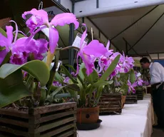 33º Exposição Paraibana de Orquídeas