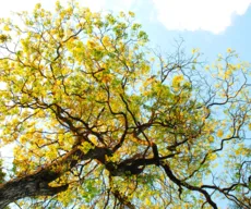 Ipê-amarelo: conheça a árvore símbolo de João Pessoa