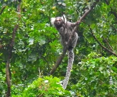 João Pessoa possui média de 47 metros quadrados de área verde por habitante 