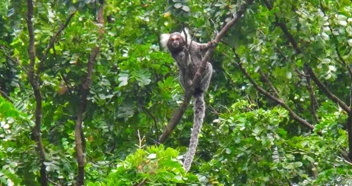 
				
					Operação para identificar desmatamento na Mata Atlântica é lançada na Paraíba e outros 14 Estados
				
				