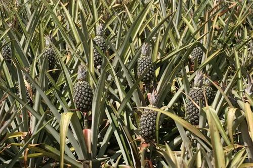 
				
					Produção de abacaxi da Paraíba é a segunda maior do Brasil, segundo IBGE
				
				