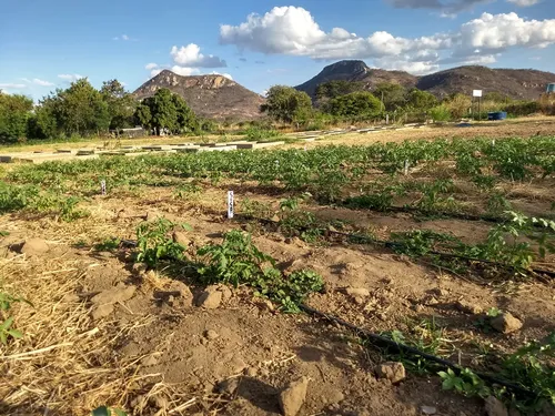 
				
					Projeto da UEPB busca potencializar horticultura no semiárido paraibano
				
				