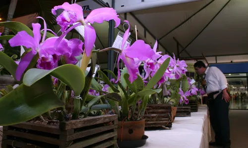 
                                        
                                            33º Exposição Paraibana de Orquídeas
                                        
                                        