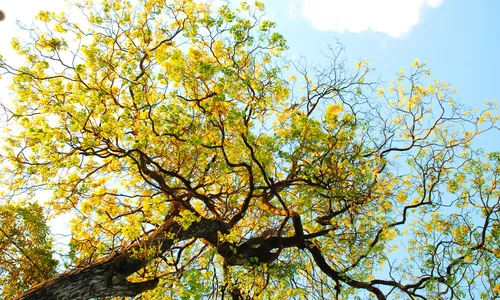 
                                        
                                            Ipê-amarelo: conheça a árvore símbolo de João Pessoa
                                        
                                        