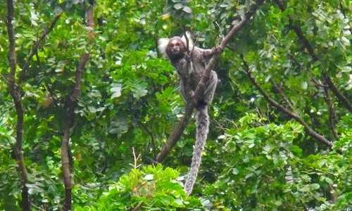 
                                        
                                            Operação para identificar desmatamento na Mata Atlântica é lançada na Paraíba e outros 14 Estados
                                        
                                        