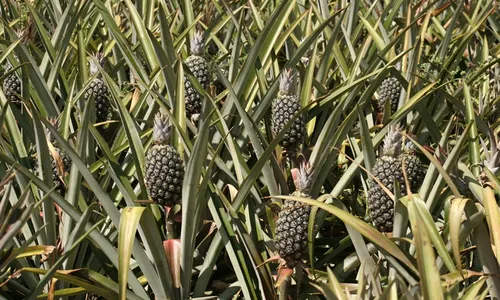 
                                        
                                            Produção de abacaxi da Paraíba é a segunda maior do Brasil, segundo IBGE
                                        
                                        