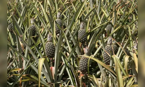 
				
					Produção de abacaxi da Paraíba é a segunda maior do Brasil, segundo IBGE
				
				