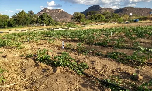 
                                        
                                            Projeto da UEPB busca potencializar horticultura no semiárido paraibano
                                        
                                        