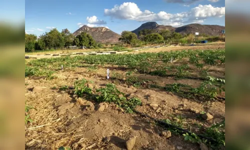 
				
					Projeto da UEPB busca potencializar horticultura no semiárido paraibano
				
				
