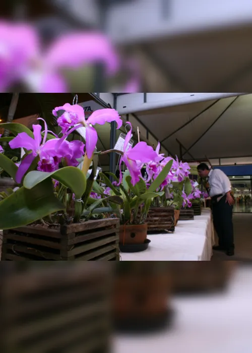 
                                        
                                            Exposição de Orquídeas no Shopping Tambiá
                                        
                                        