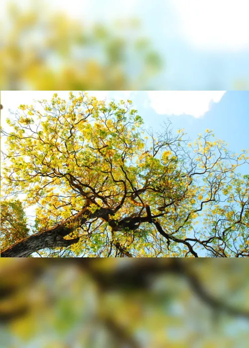 
                                        
                                            Ipê-amarelo é escolhido para ser árvore símbolo de João Pessoa
                                        
                                        