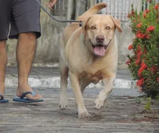 IBGE constata que apenas 35% dos domicílios paraibanos possuem cachorro