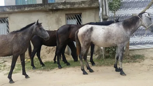 
				
					Promotor recomenda prender donos de animais soltos nas ruas de Ibiara
				
				