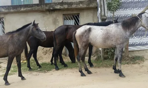 
                                        
                                            Promotor recomenda prender donos de animais soltos nas ruas de Ibiara
                                        
                                        