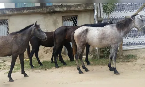 
				
					Promotor recomenda prender donos de animais soltos nas ruas de Ibiara
				
				