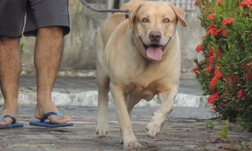 
                                        
                                            IBGE constata que apenas 35% dos domicílios paraibanos possuem cachorro
                                        
                                        