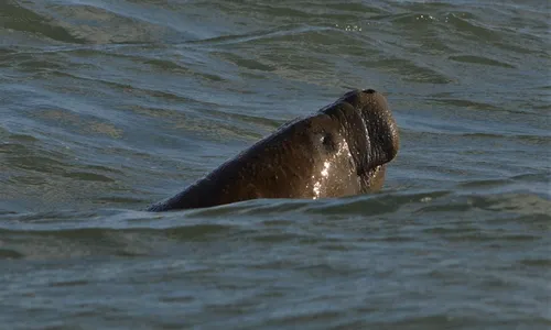 
                                        
                                            Litoral da Paraíba vai ganhar espaço para readaptação de peixes-bois
                                        
                                        