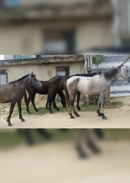 
                                        
                                            Promotor recomenda prender donos de animais soltos nas ruas de Ibiara
                                        
                                        