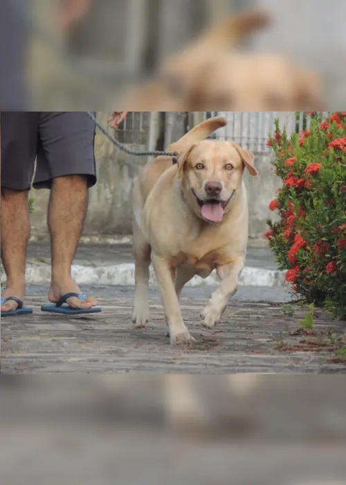 
                                        
                                            Polêmica: Lei autoriza animais em parques e Câmara debate ‘cocô de cachorro’
                                        
                                        