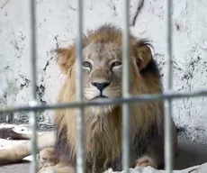 Com mais de 20 anos, leão da Bica morre após problemas renais