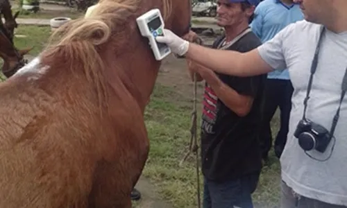 
                                        
                                            Animais usados em carroças recebem chips de identificação em CG
                                        
                                        