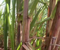 Avanço da cana-de-açúcar na Amazônia pode gerar a “cachaça suja”