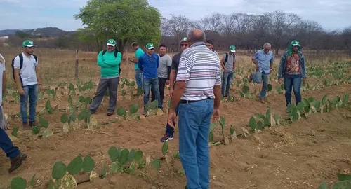 
				
					Cultivo de palma com irrigação por gotejamento utiliza energia solar no Sertão
				
				