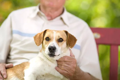 
				
					Convívio com animais: projeto da UFCG melhora qualidade de vida de idosos
				
				