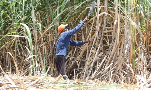 
                                        
                                            Área colhida de lavouras na Paraíba tem redução de 45,2% em 20 anos
                                        
                                        