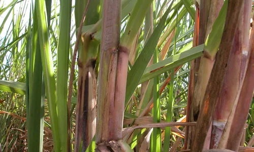 
                                        
                                            Avanço da cana-de-açúcar na Amazônia pode gerar a “cachaça suja”
                                        
                                        