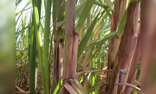 
				
					Sindalcool PB afirma que isenção de tarifa de importação do etanol é prejudicial aos produtores paraibanos
				
				