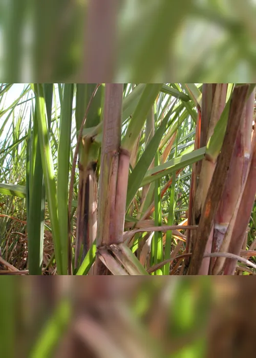
                                        
                                            Avanço da cana-de-açúcar na Amazônia pode gerar a “cachaça suja”
                                        
                                        
