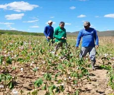 Agricultores familiares do Sertão preparam terreno para o plantio de algodão orgânico