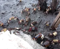 Segundo período de defeso do caranguejo-uçá na Paraíba começa nesta sexta
