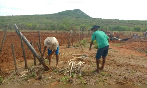 
				
					Agricultores familiares do Sertão preparam terreno para o plantio de algodão orgânico
				
				