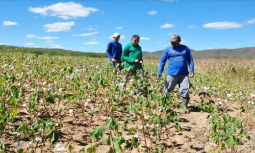 
                                        
                                            Agricultores familiares do Sertão preparam terreno para o plantio de algodão orgânico
                                        
                                        