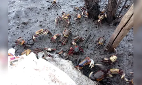 
				
					Captura e comércio do caranguejo-uça é proibido a partir deste sábado na Paraíba
				
				