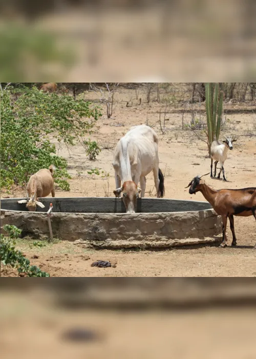 
                                        
                                            Paraíba é o estado com maior produção de leite de cabra
                                        
                                        