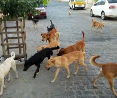 Projeto prevê ensino de bons tratos aos animais nas escolas municipais de João Pessoa