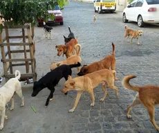 Projeto prevê ensino de bons tratos aos animais nas escolas municipais de João Pessoa