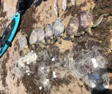 Sete tartarugas são encontradas mortas presas em rede na praia do Bessa