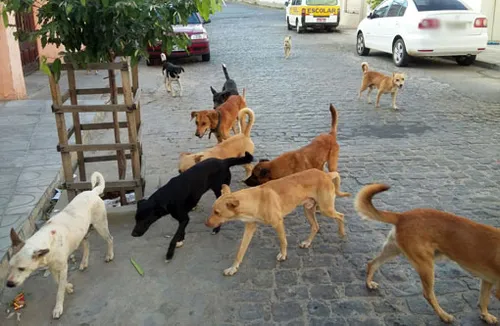 
				
					Após mortes, quatro municípios tomam medidas para coibir animais soltos nas ruas
				
				