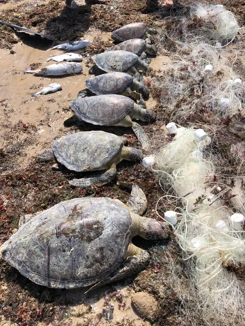 
				
					Sete tartarugas são encontradas mortas presas em rede na praia do Bessa
				
				