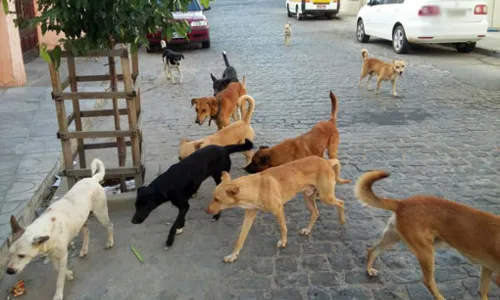 
                                        
                                            Projeto prevê ensino de bons tratos aos animais nas escolas municipais de João Pessoa
                                        
                                        
