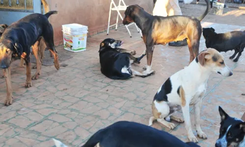 
                                        
                                            MP apura denúncias de abandono de animais em São José do Sabugi
                                        
                                        