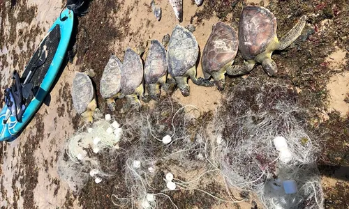 
                                        
                                            Sete tartarugas são encontradas mortas presas em rede na praia do Bessa
                                        
                                        