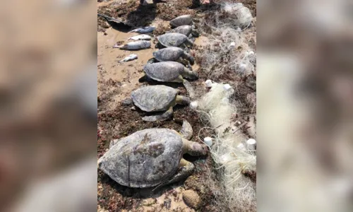 
				
					Sete tartarugas são encontradas mortas presas em rede na praia do Bessa
				
				