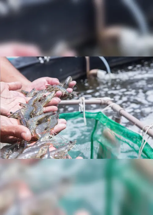
                                        
                                            Paraíba é 3º maior produtor de camarão do país após crescer 403% em sete anos
                                        
                                        