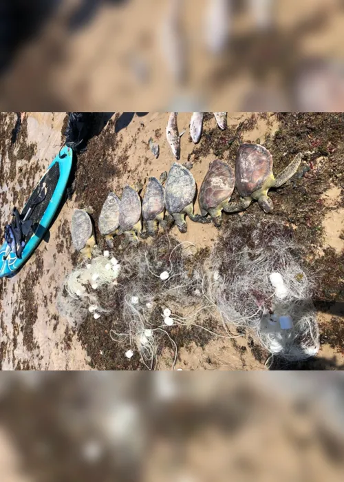 
                                        
                                            Sete tartarugas são encontradas mortas presas em rede na praia do Bessa
                                        
                                        